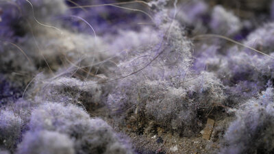 A zoomed in photo of hair, dust, and debris in a carpet